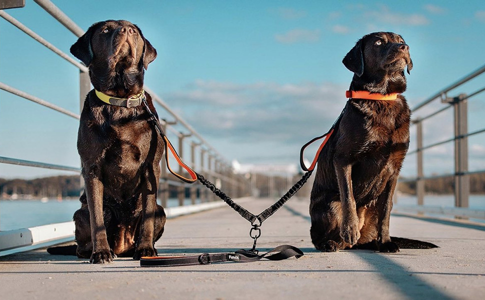 Huisdierbenodigdheden Verkoop -Huisdierbenodigdheden Verkoop 2